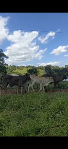 12 bezerros anelorados