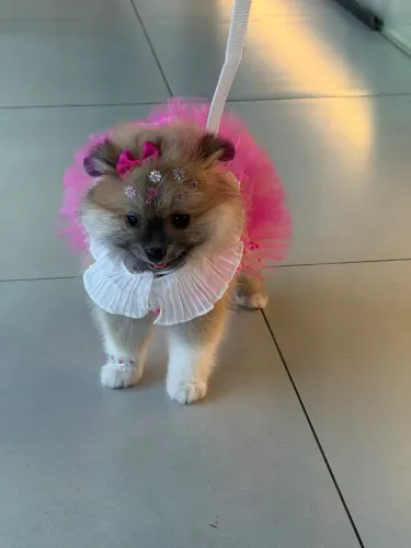 Lulu da pomerania 