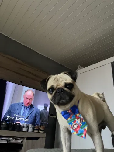 Pug procura namorada