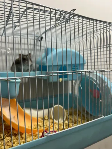 Hamster Anão com gaiola