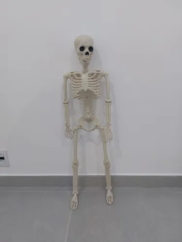 Esqueleto 80 CM Articulado Anatomia
