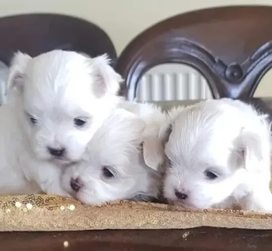 Maltês Mini Filhotes Branquinhos Belíssimos.