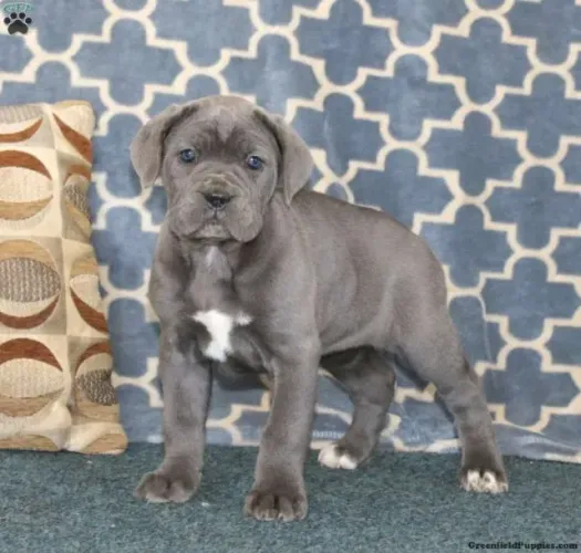 Cane Corso gigante - presença marcante
