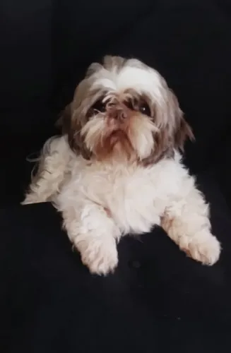 Shihtzu macho disponível para cruza 