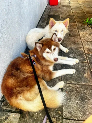 Husky siberiano filhotes