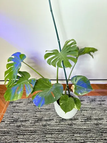 Costela de Adão Variegata 