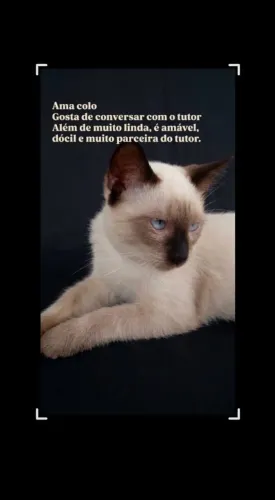 Gatinha Siamesa - Adoção