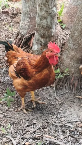 Galinha caipira (pesadão vermelho)