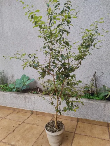 Mudas de Pitangueira - muda grande de pitanga produzindo