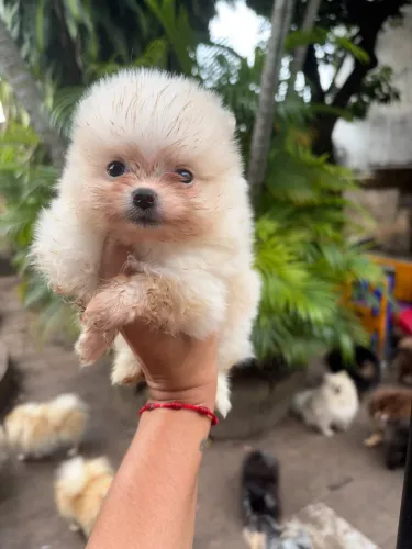 Machinho de Lulu da Pomerania