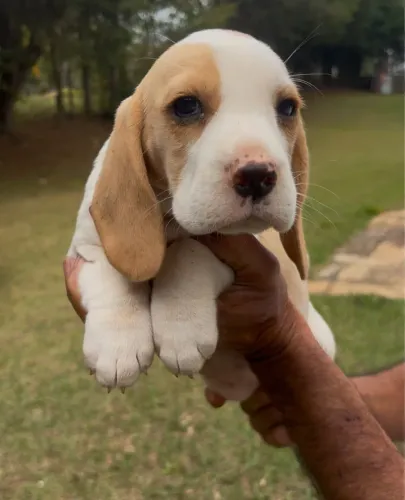 Beagles tricolor