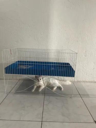 Cercadinho para porquinho da índia