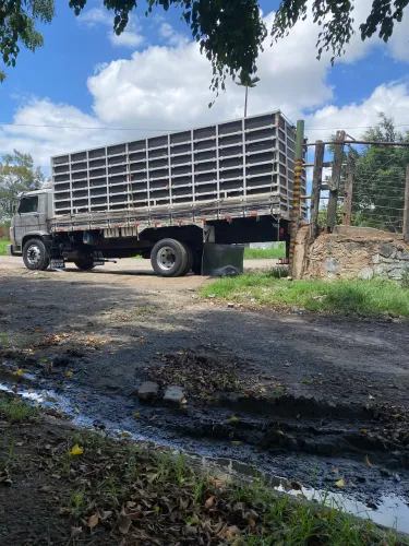 Gado Nelore Bezerra bói éguas RECEPTORA TRANSPORTE PRA TODA REGIÃO