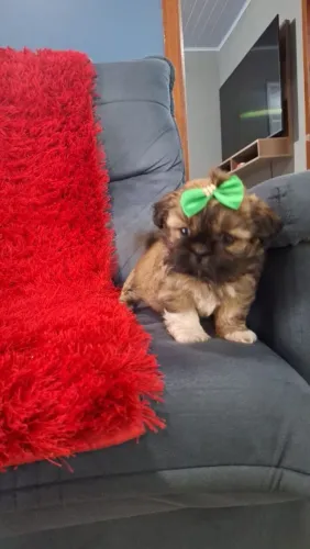 Mini shihtzu chocolate (fêmea)