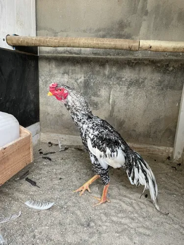Galo índio canto curto de alto padrão!!