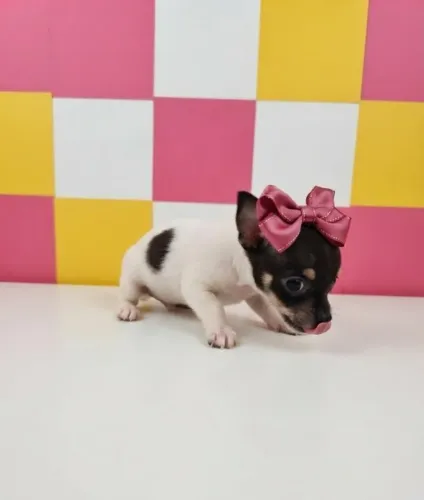 Mini Pinscher Especial