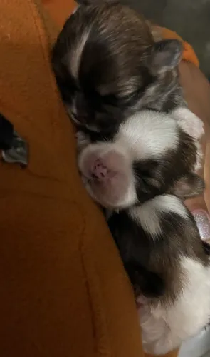 Filhote de shih tzu