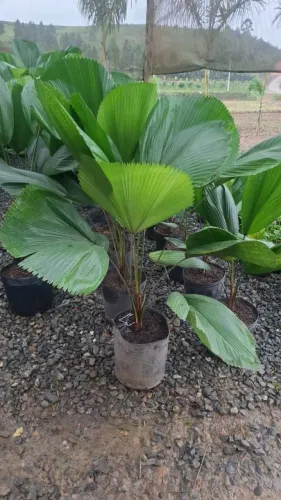 Plantas ornamentais para jardim