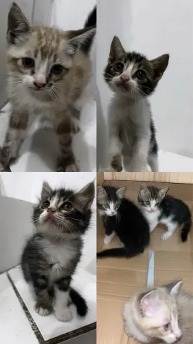 Gatinhos para adoção