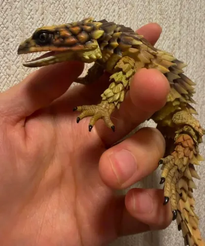 Gashapon Geeko Lagarto Espinhoso The Diversity Of Life On Earth