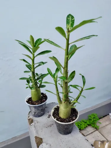 5 Rosas Do Deserto 3meses