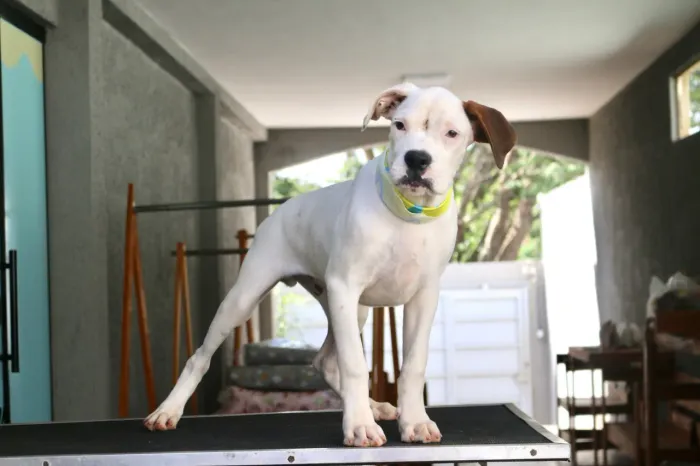 BOXER PARCELAMOS 
