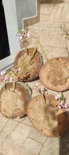 Orquídeas plantada na bolacha