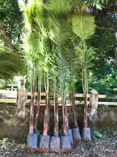 Palmeira Pescoço Marrom