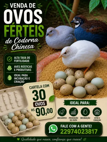 Ovos férteis