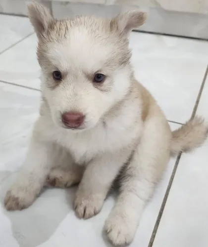 Husky Siberiano - fêmeas