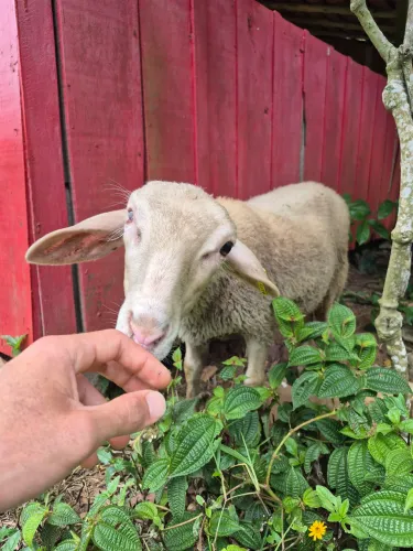 Vendo cabras e ovelhas
