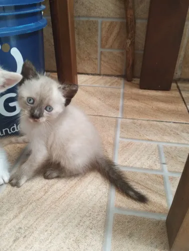 Filhote de gato