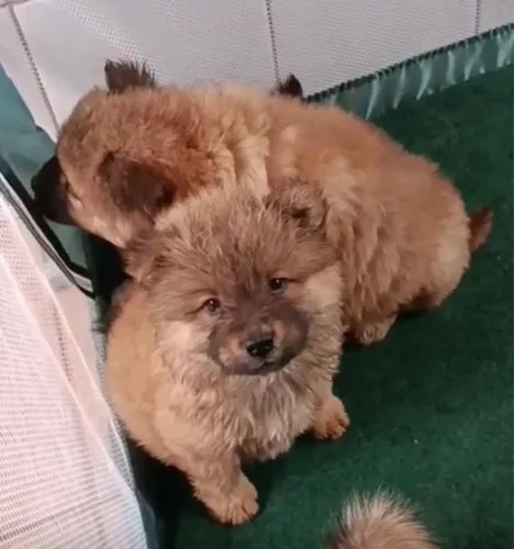 Chow Chow pelagem linda