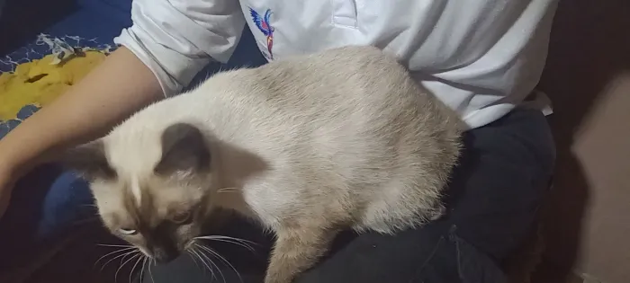 Doação de gata fêmea castrada