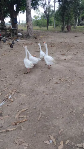 Gansos macho