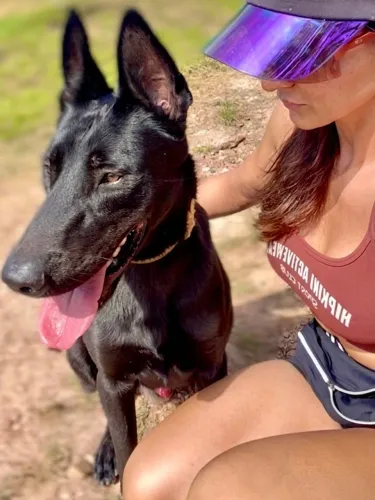 Pastor Belga Malinois Pai Pedigree Mãe Legítima