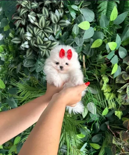 Lulu da Pomerânia 