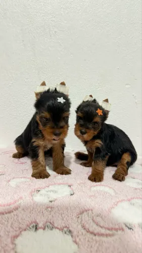Yorkshire terrier 