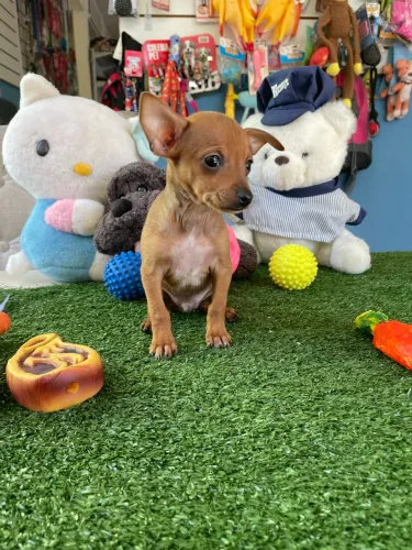 Pinscher macho miniatura $1.600,00