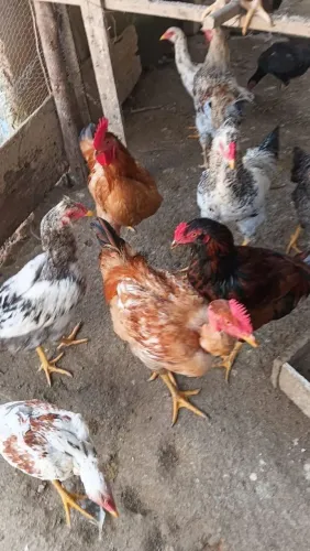 Galinhas e Galos aparti de 50 galos e 100