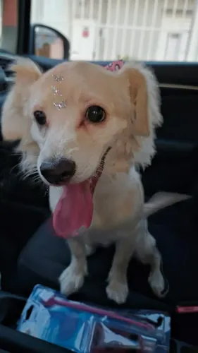 Cachorro para doação