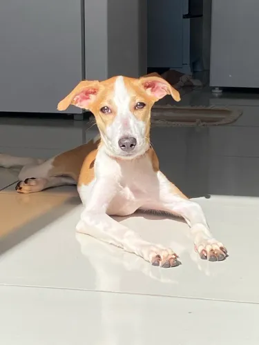 Estou com uma cadelinha para adoção