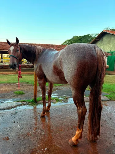 Égua Q.M. - pronta Team Penning e Ranch Sorting