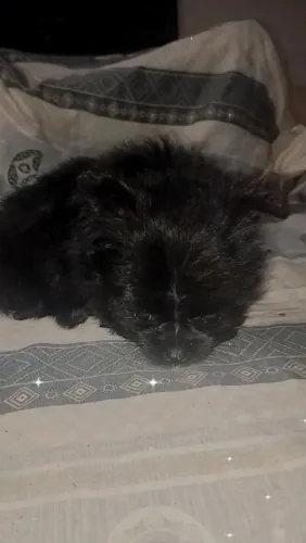 Filhote Macho de Shirarian Anão