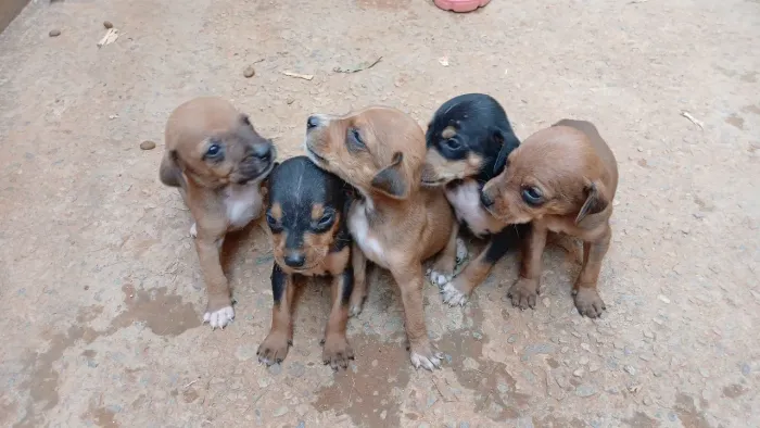 Filhotes de Cachorros 