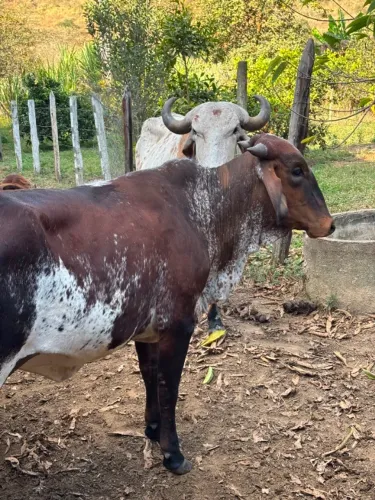 vacas