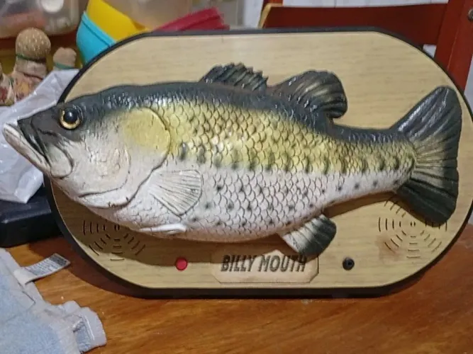 peixe cantor Billy Mouth