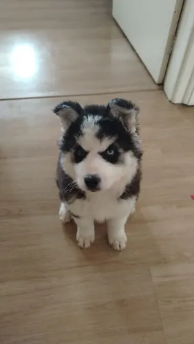 Husky siberiano