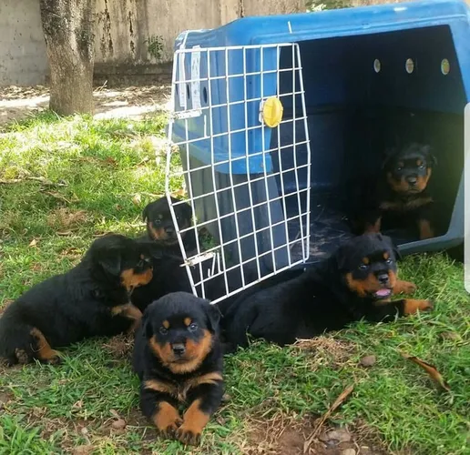 Grandes rottweiller alemão pra vc 