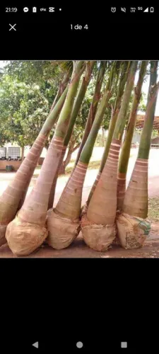Mudas da Palmeira imperial adultas grande 